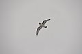 181_Falkland_Islands