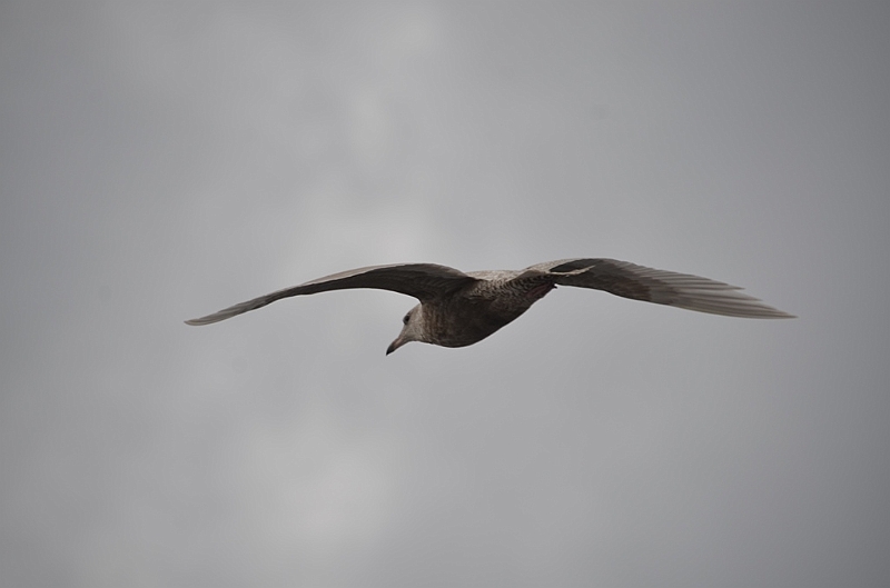020_USA_Alaska_St_Georges_Island.JPG