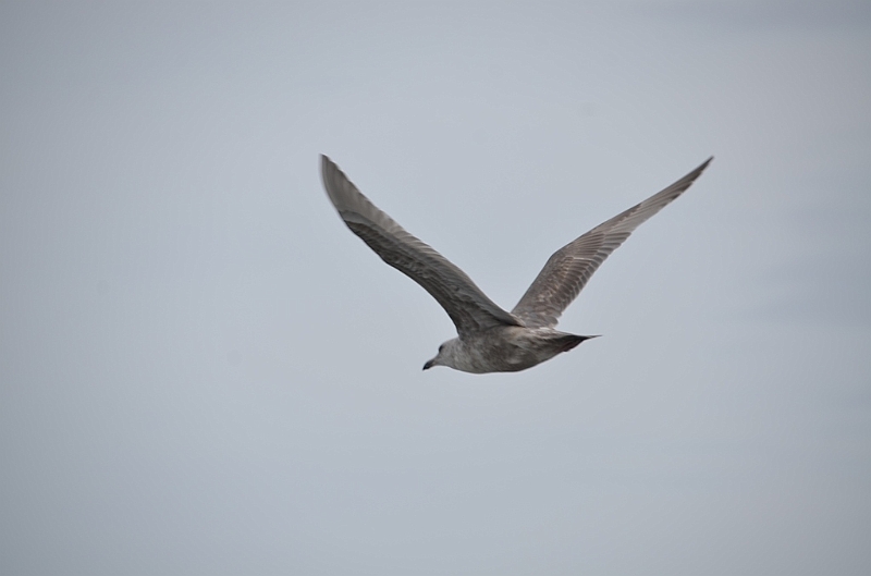 027_USA_Alaska_St_Georges_Island.JPG