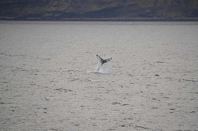 125_USA_Alaska_Unalaska_Island_Humpback_Whale.JPG