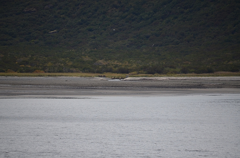 200_USA_Alaska_Katmai_NP_Brown_Bear.JPG
