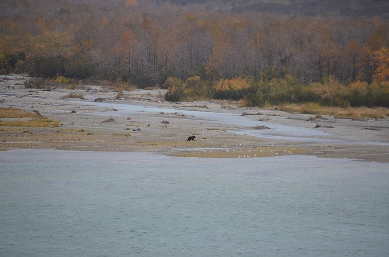 214_USA_Alaska_Katmai_NP_Brown_Bear.JPG