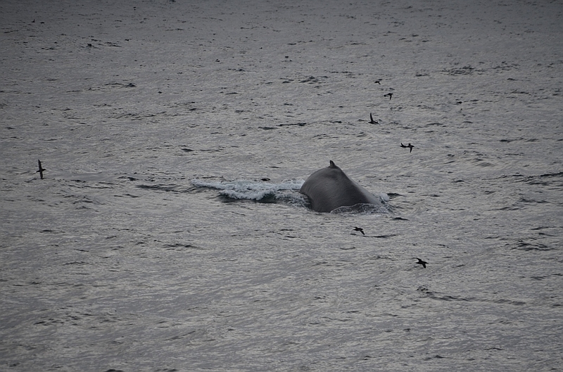 135_Arctic_Russia_Chukchi_Sea_Humpback_Whale.JPG