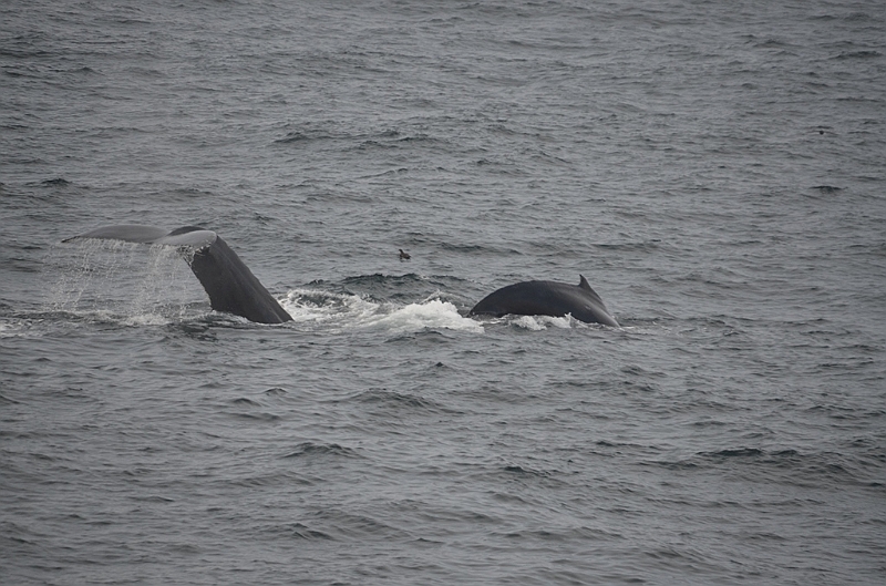 144_Arctic_Russia_Chukchi_Sea_Humpback_Whale.JPG