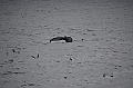133_Arctic_Russia_Chukchi_Sea_Humpback_Whale