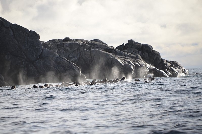 043_Russia_Herald_Island.JPG