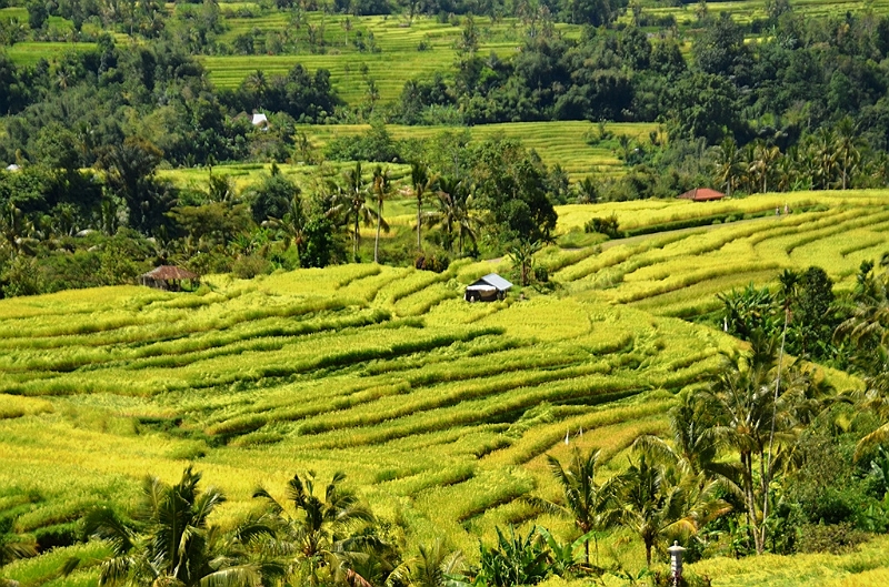 115_Bali_Jatiluwih_Ricefields.JPG