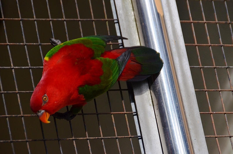 458_Kuala_Lumpur_Bird_Park.JPG