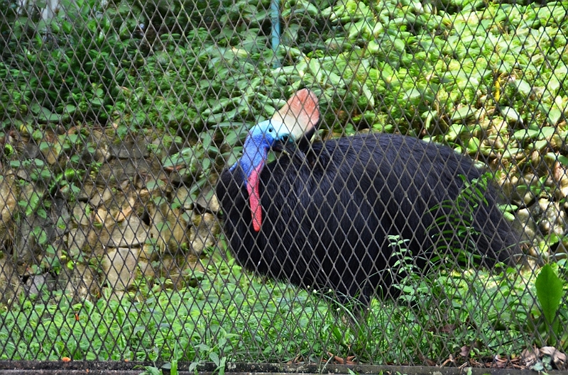 466_Kuala_Lumpur_Bird_Park.JPG
