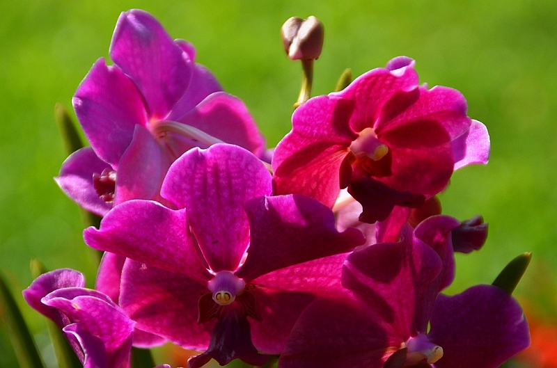 483_Kuala_Lumpur_Orchid_Garden.JPG