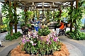 475_Kuala_Lumpur_Orchid_Garden