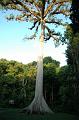 249_Guatemala_Tikal