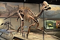 061_USA_Chicago_Field_Museum