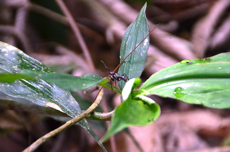 228_Ecuador_Amazonas_Aera.JPG