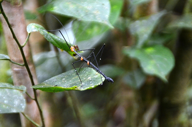 230_Ecuador_Amazonas_Aera.JPG