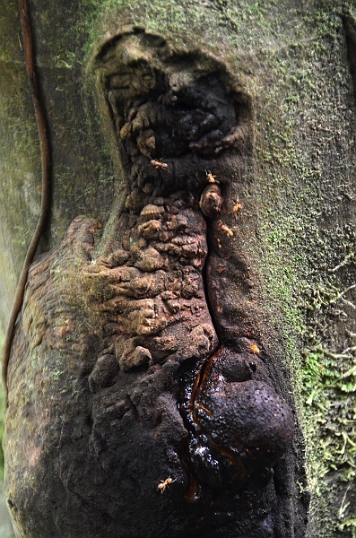 236_Ecuador_Amazonas_Aera.JPG