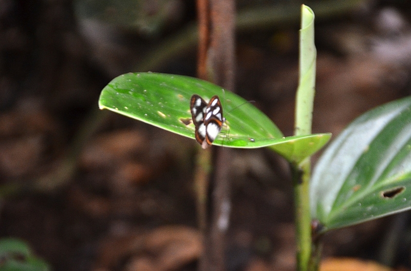 237_Ecuador_Amazonas_Aera.JPG
