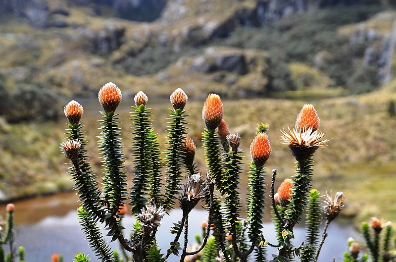 517_Ecuador_Parque_Nacional_Cajas.JPG