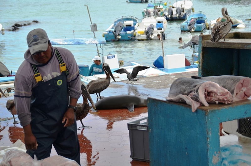 631_Ecuador_Galapagos_Santa_Cruz_Puerto_Ayora.JPG