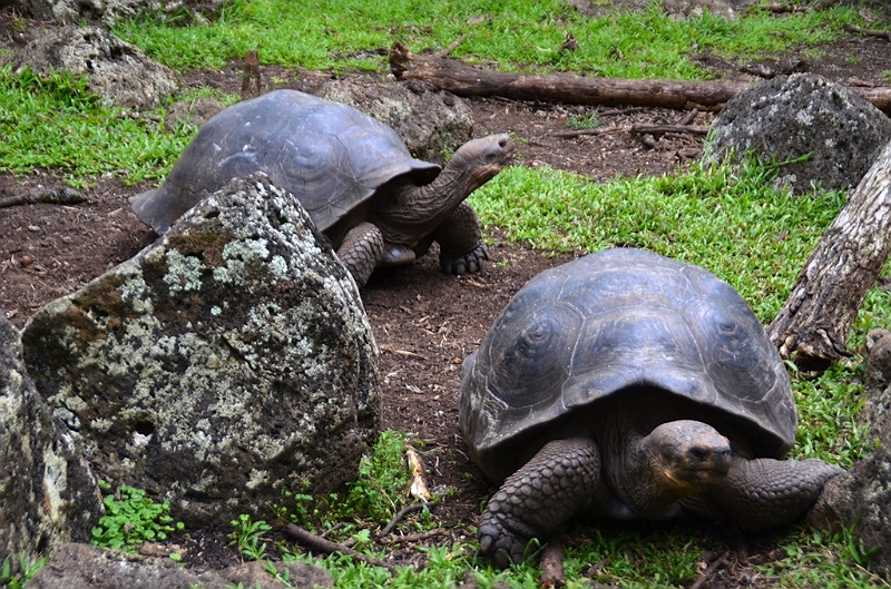 744_Ecuador_Galapagos_Island_Floreana.JPG