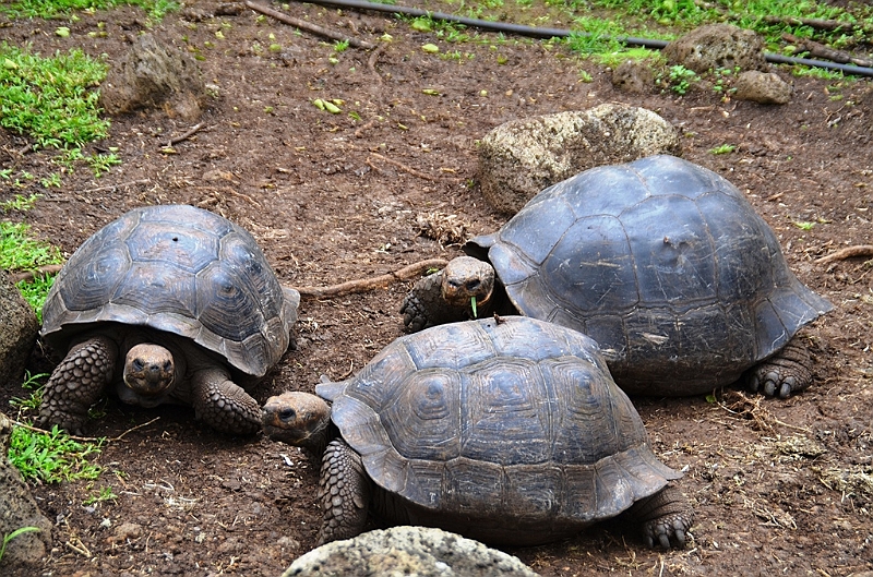 748_Ecuador_Galapagos_Island_Floreana.JPG
