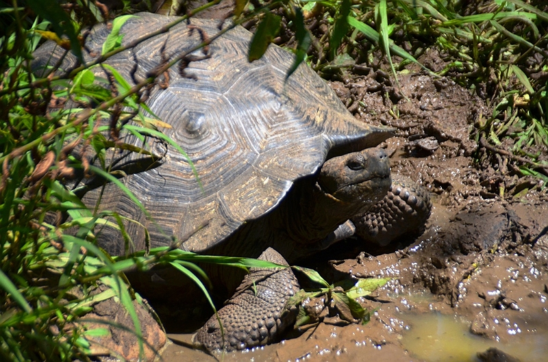 833_Ecuador_Galapagos_Santa_Cruz_El_Chato_Tortoise_Reserve.JPG