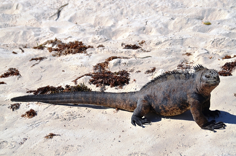 852_Ecuador_Galapagos_Santa_Cruz_Tortuga_Bay.JPG