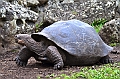 746_Ecuador_Galapagos_Island_Floreana