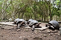 747_Ecuador_Galapagos_Island_Floreana