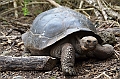 753_Ecuador_Galapagos_Island_Floreana