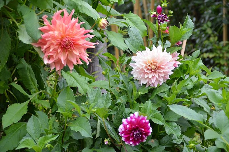 119_Italien_Gardasee_Botanischer_Garten_Gardone.JPG