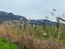 090_Italien_Suedtirol_Kalterer_See