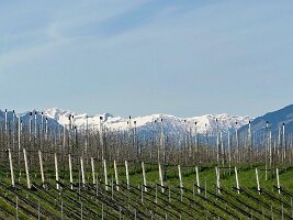 167_Italien_Suedtirol_Voellan