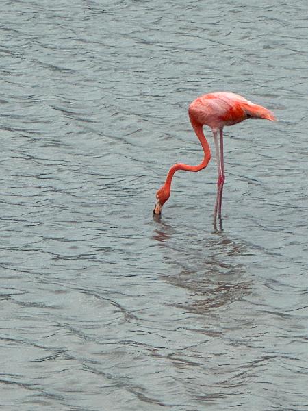 135_Curacao_Serulargu_NP.JPG