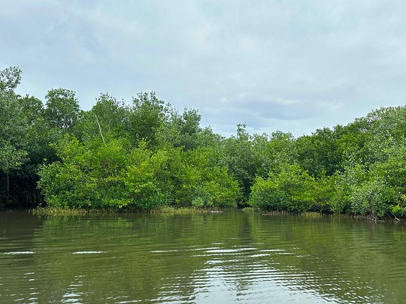 161_Colombia_Cartagena_Manglar.JPG