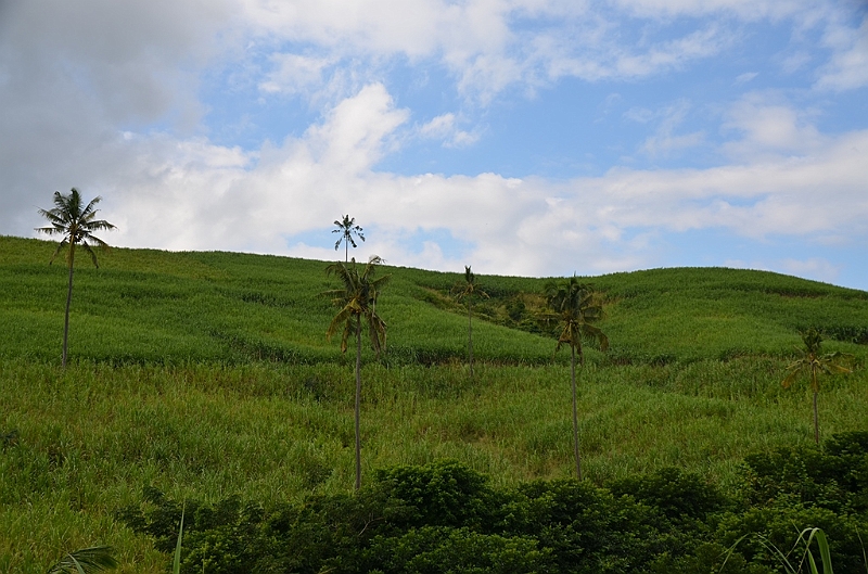 100_Mauitius_South_Sugarfields.JPG