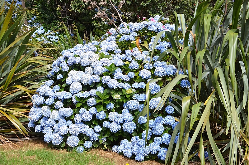 091_New_Zealand_Coromandel_Peninsula.JPG