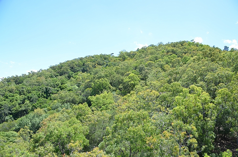 037_Australia_Queensland_Skyrail_Rainforest_Cableway.JPG