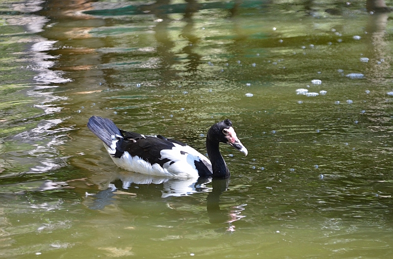 070_Australia_Queensland_Hartleys_Crocodile_Adventure.JPG