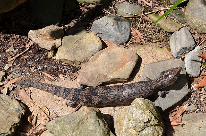 071_Australia_Queensland_Hartleys_Crocodile_Adventure.JPG