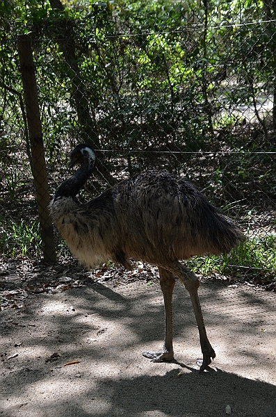 080_Australia_Queensland_Hartleys_Crocodile_Adventure.JPG
