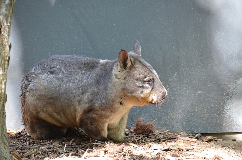 081_Australia_Queensland_Hartleys_Crocodile_Adventure.JPG