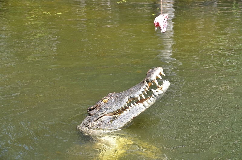 099_Australia_Queensland_Hartleys_Crocodile_Adventure.JPG