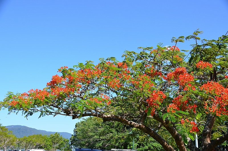 129_Australia_Cairns.JPG