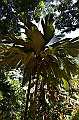 127_Australia_Cairns_Botanic_Gardens