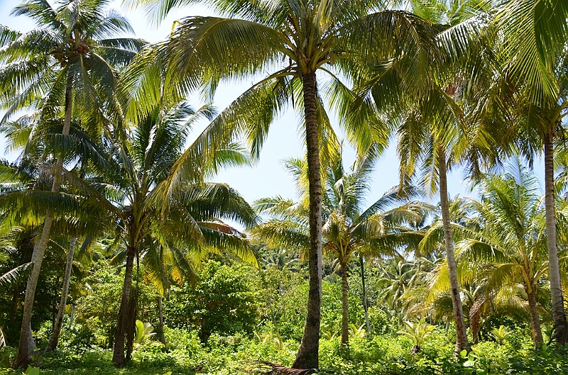 148_Solomon_Islands_Santa_Ana.JPG