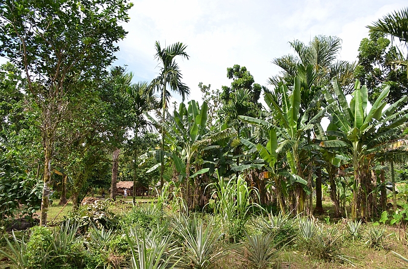 178_Solomon_Islands_Vanikoro.JPG