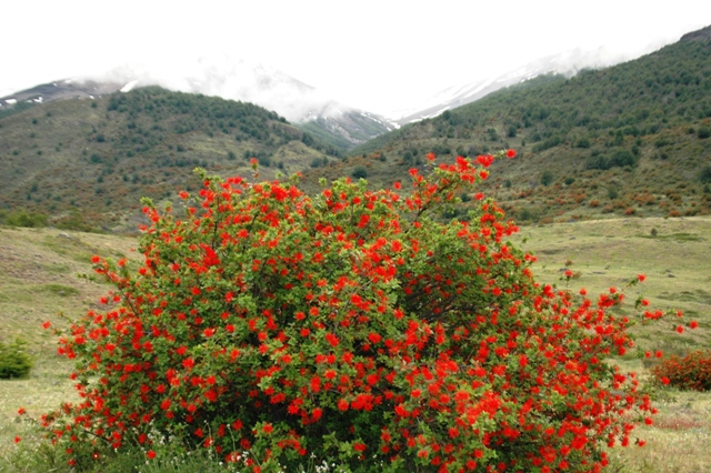 024_Patagonia_Argentina­NP_Los_Glaciares.JPG