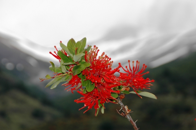 028_Patagonia_Argentina_NP_Los_Glaciares.JPG