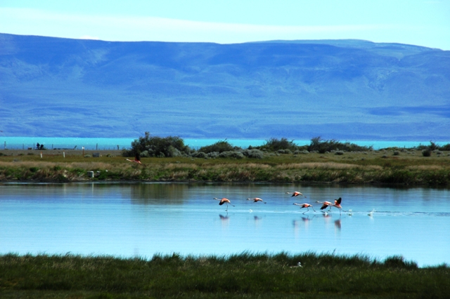 087_Patagonia_Argentina_El_Calafate.JPG